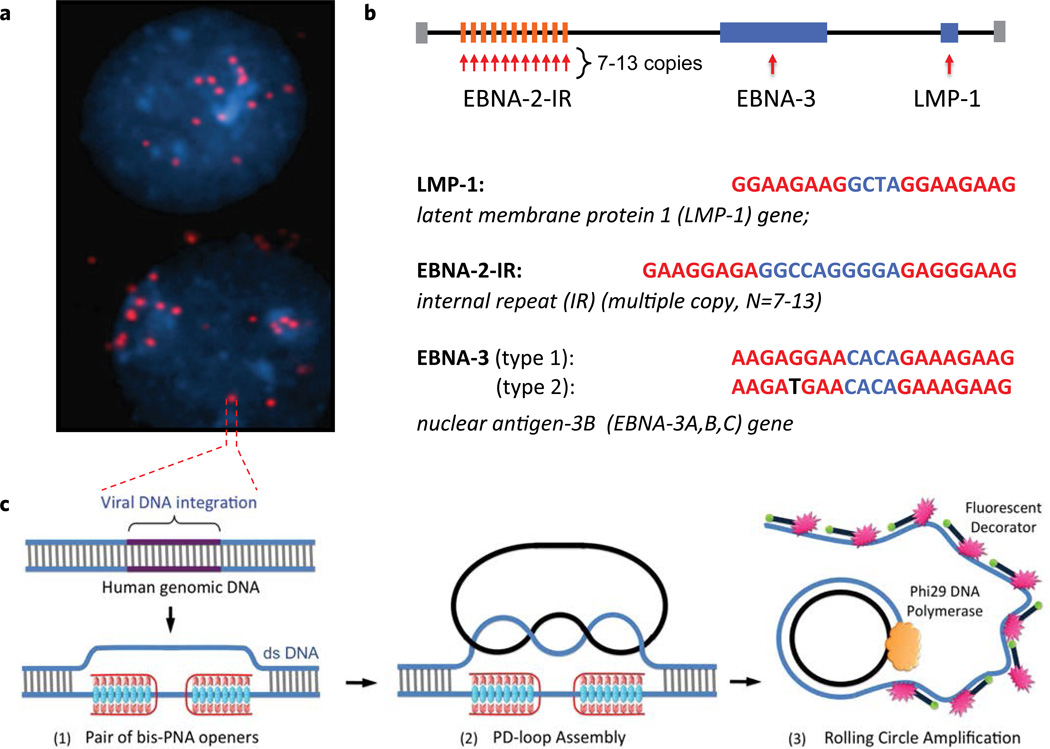 Metodo PNA-RCA per il rilevamento di un sito bersaglio specifico del DNA corto nella singola cellula