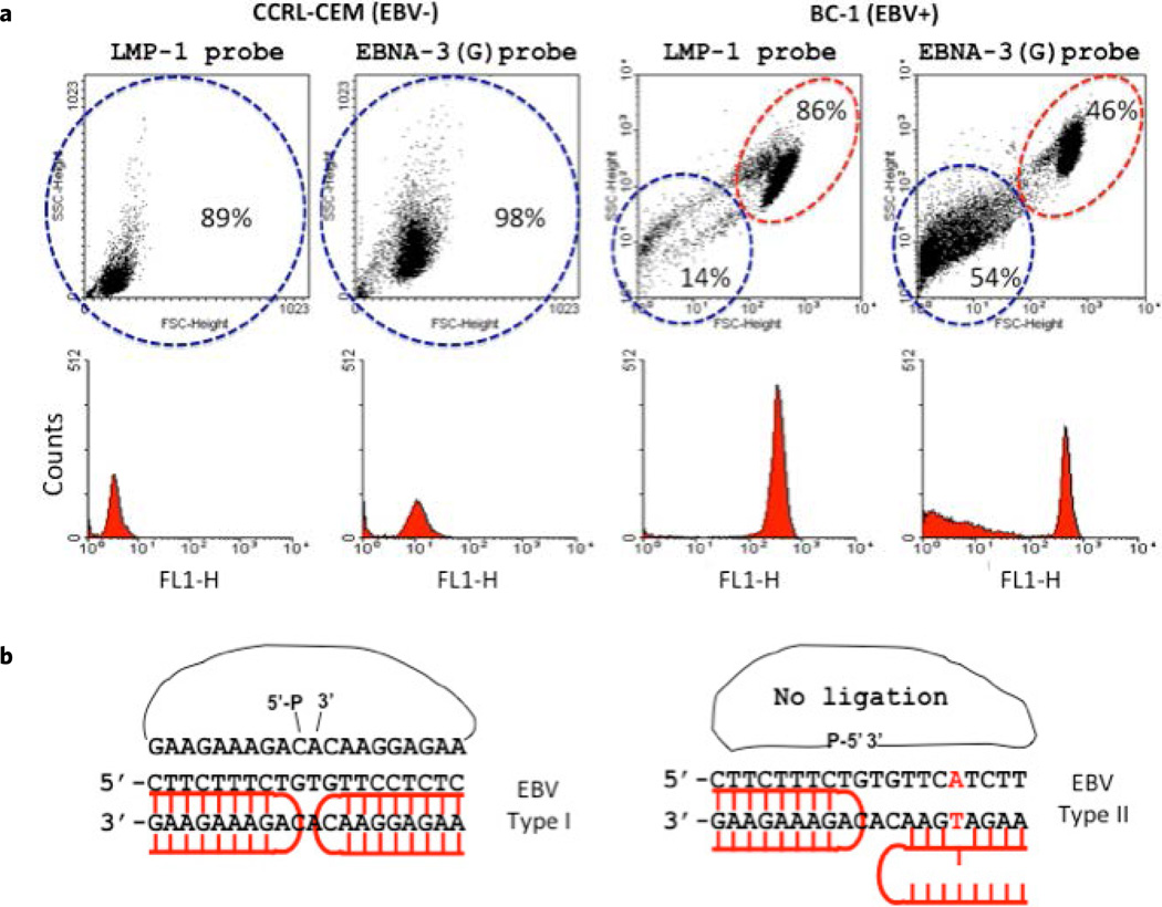 L'analisi FACS discrimina il polimorfismo a singolo nucleotide nei tipi 1 e 2 di EBV.