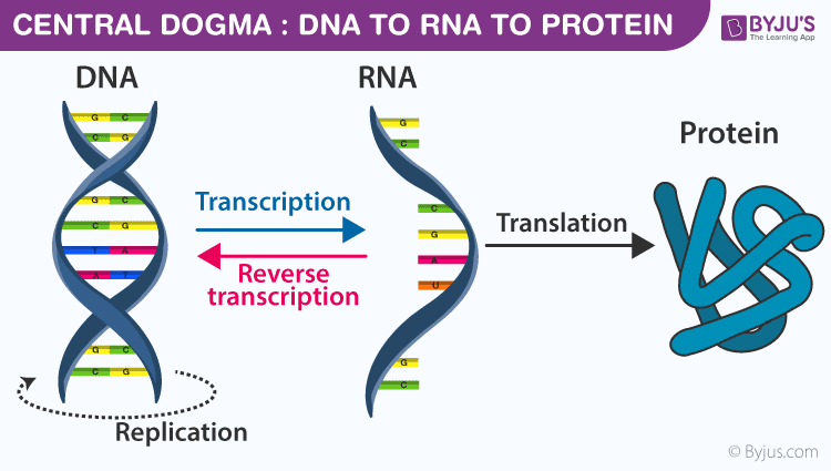 dogma centrale della biologia molecolare