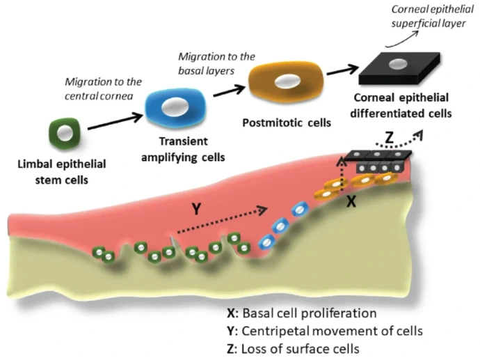 basal epithelial cells, epithelial cell loss,cell states , limbal stem cell niche ,